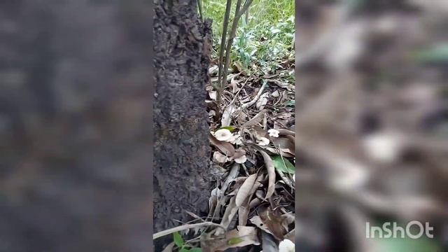 เก็บเห็ดปลวกน้ำแก่งกันครับ ได้เต็มกระต่าเลย ม่วนคักๆ#บ่าวกบพาม่วนชวนเก็บเห็ด смотреть онлайн