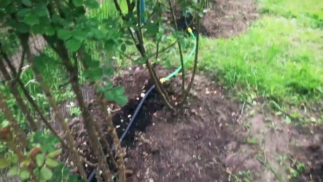 Эффективный полив клумб!!! Легко и просто ? смотреть онлайн