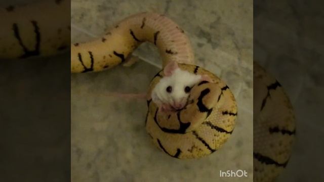 WARNING LIVE FEEDING Rat to Ball Python смотреть онлайн