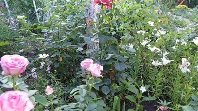 Глориоза цветок бабочка Алина хозяйка смотреть онлайн