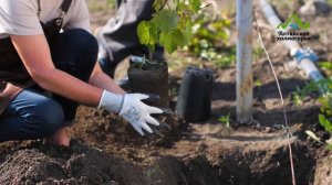 СМОТРЕТЬ ВСЕМ! КАК ПОСАДИТЬ ВИНОГРАД ЗА 6 МИНУТ, ВИНОГРАД В СИБИРИ ПОСАДКА УХОД ПОДКОРМКА