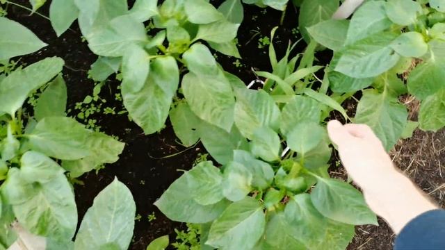 Такого не было 100 лет, каждый день +40. В огороде накопилось дел, успевали только поливать.