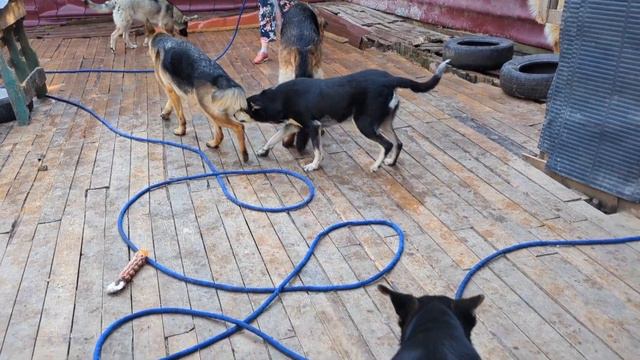 Немецкие овчарки показывают, как играть с водой и про Лису смотреть онлайн