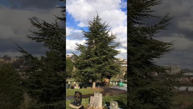 Atlas cedar (Cedrus atlantica) - tree - March 2018 смотреть онлайн