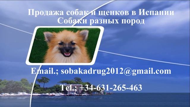 Продажа щенков в Испании смотреть онлайн