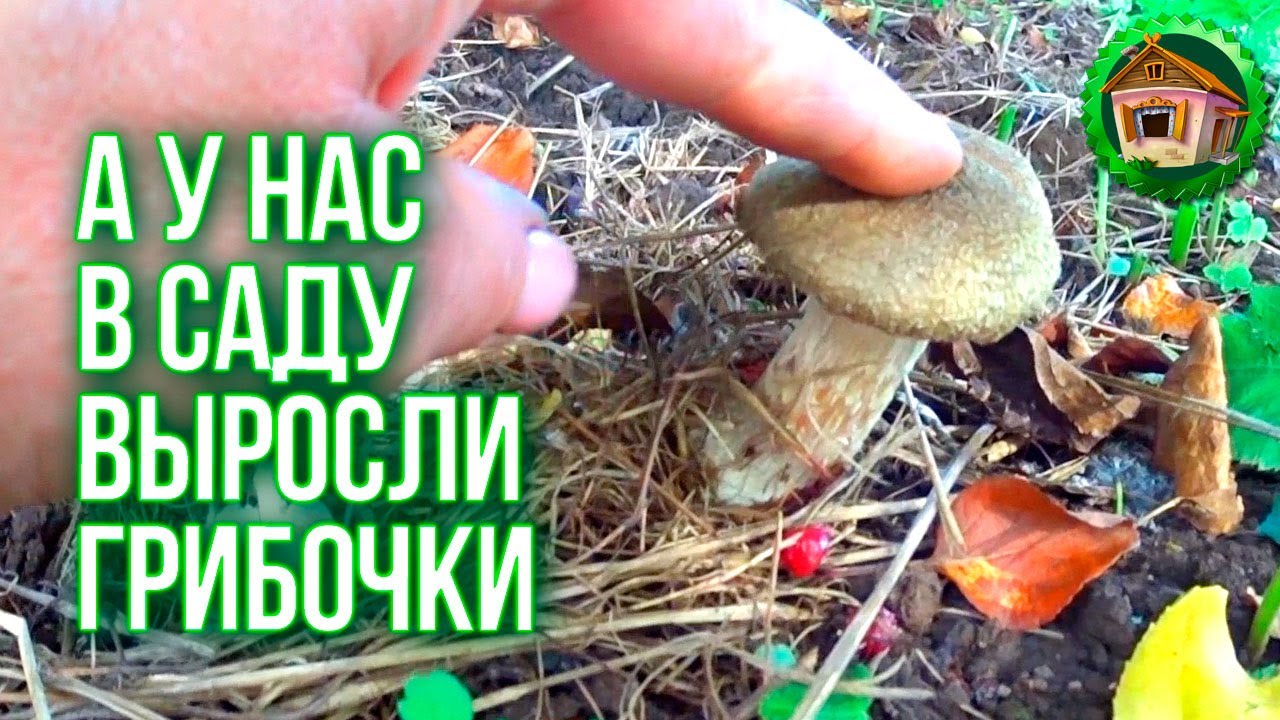 Выросли грибы в саду. Обрезка Смородины. Подготовка сада к Зиме. 104 серия смотреть онлайн