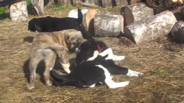 среднеазиаты щенки. смотреть онлайн