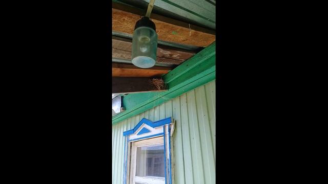 Ласточки и птенцы на крыльце смотреть онлайн