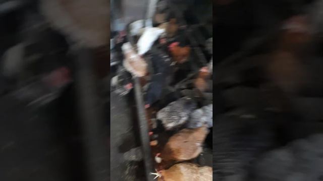 Яйценоскость в зимние время увеличить смотреть онлайн