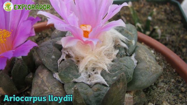 9 Tipos De Cactus Que Crecen En Latinoamerica 😍🌵!