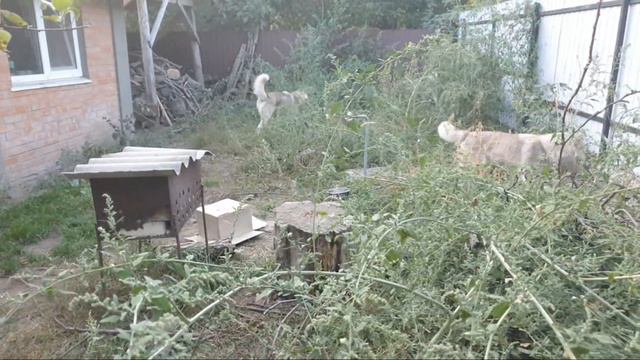 #huskiesterra, #husky, #хаски Эфир С Хаско Бандой смотреть онлайн