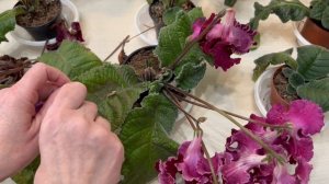 Стрижка стрептокарпусов