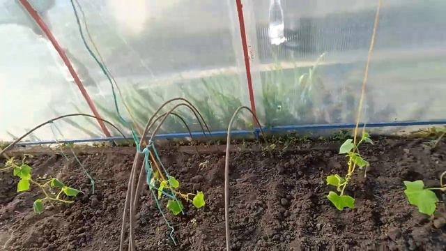 Высадила огурцы 🥒Проблема с интернетом на телефоне 😎Ездили в город😏 Поселяла репку🍈 Удобрила чес смотреть онлайн
