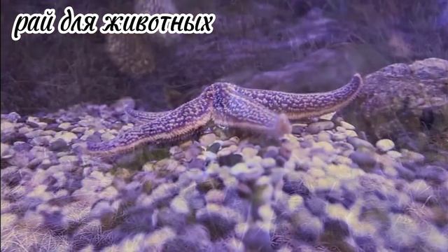 Маленькие милые животные вокруг нас. Звуки животных: кошки, собаки, птицы, лошади - часть 50