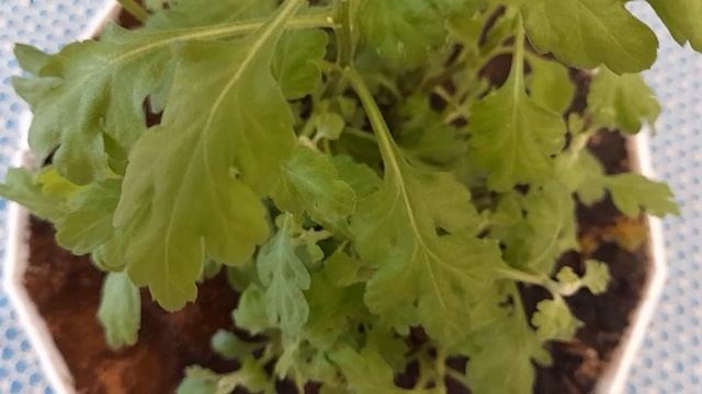 #мультифлора #хризантема#зима / Хризантема мультифлора после зимней спячки в подвале. Черенкование смотреть онлайн