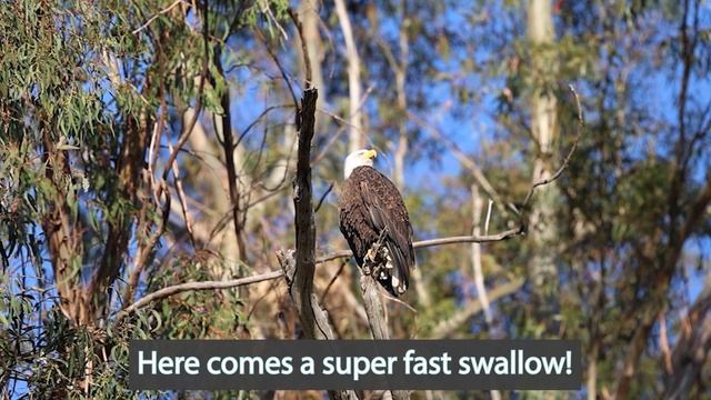 Canon EOS R8 For Bird Photography? The Good, Bad, & Reasons Why I'm Sending it Back. смотреть онлайн