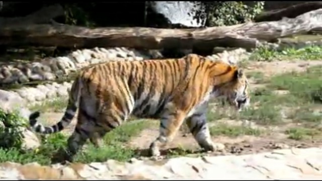 АМУРСКИЙ ТИГР. смотреть онлайн