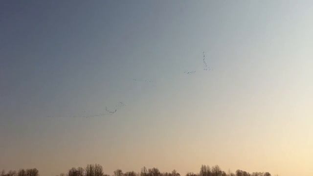 Гуси. Воронеж смотреть онлайн