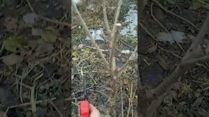 Обрезка черешни kgb