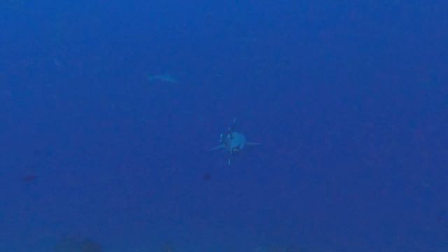 Maldives - Jan 2022 смотреть онлайн