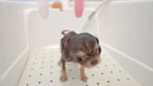 Груминг мини Чихуахуа