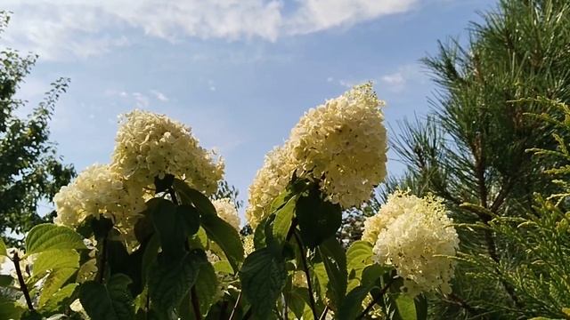 Откуда Я Черпаю Вдохновение / Про Очень Личное /Приобрели Новые Растения Посадка ГОРТЕНЗИЙ #garden смотреть онлайн