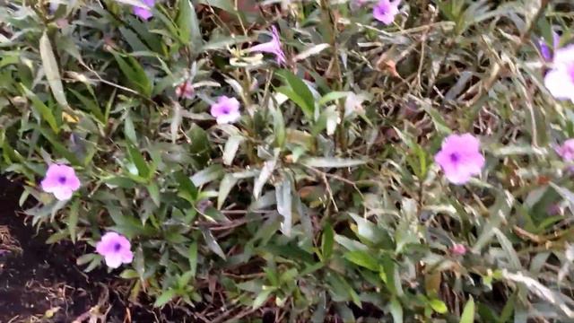 Ruellia Simplex / Brittoniana / Tweediana / Mexican Petunia