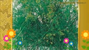 Укроп обыкновенный Борей. Краткий обзор, описание характеристик, где купить семена Alligator