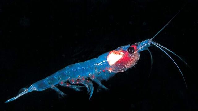 Natural Astaxanthin (Red Pigment) in Antarctic Krill - Antioxidant, Carotenoid, Heart Health смотреть онлайн