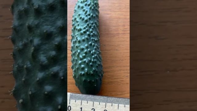 Огурцы сорт Мадрилен 21 июня 2023 г. смотреть онлайн