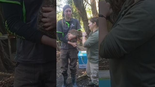 The great grey spotted kiwi mahua the Kiwi having a medical check-up смотреть онлайн