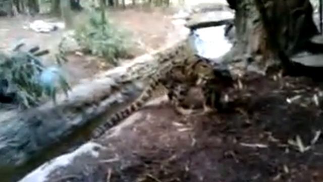 Clouded Leopard (Neofelis nebuloso) смотреть онлайн