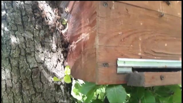 КОГДА ЛОВИТЬ РОИ? 100% результат