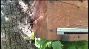 КОГДА ЛОВИТЬ РОИ? 100% результат