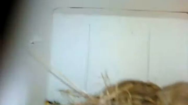 Какая хорошая пара хомячков смотреть онлайн