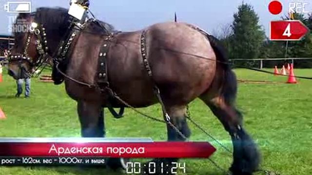 ТОП 10 САМЫХ БОЛЬШИХ ЛОШАДЕЙ ТЯЖЕЛОВОЗОВ смотреть онлайн