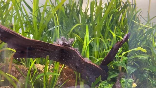 Getting Rid of Black Beard Algae (BBA) In Your Aquarium смотреть онлайн
