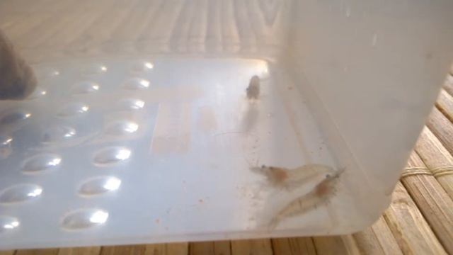 Креветки , смесь Neocaridina Карбонов и Голубое Желе