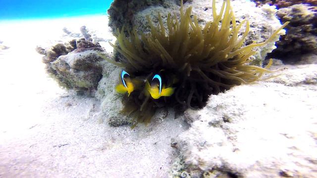 Dahab Coral Wallpaper смотреть онлайн