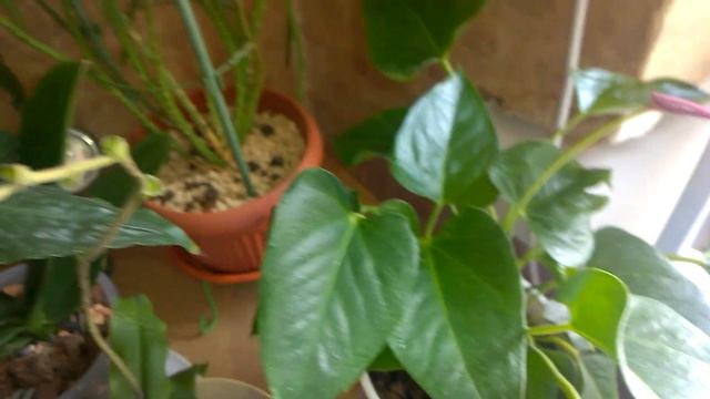 дипладения, башмачок и другие цветы....WP 20180720 10 13 36 Pro смотреть онлайн