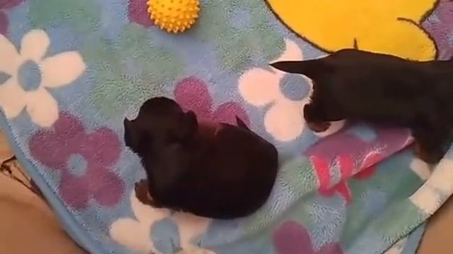 Мини йорки 3 недели смотреть онлайн