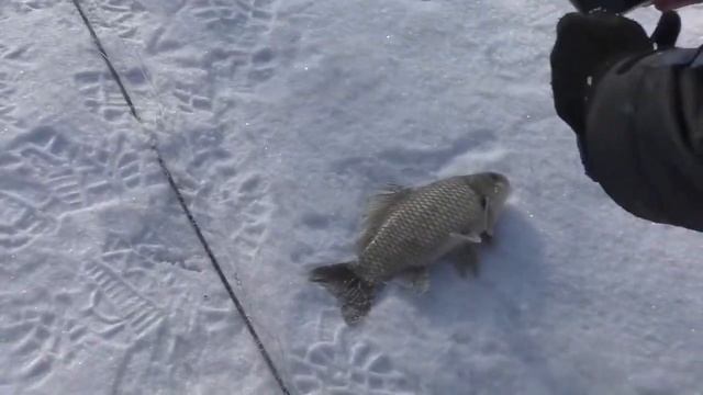 Зимняя рыбалка Подледный лов Амур Одежда Обувь Снасти смотреть онлайн