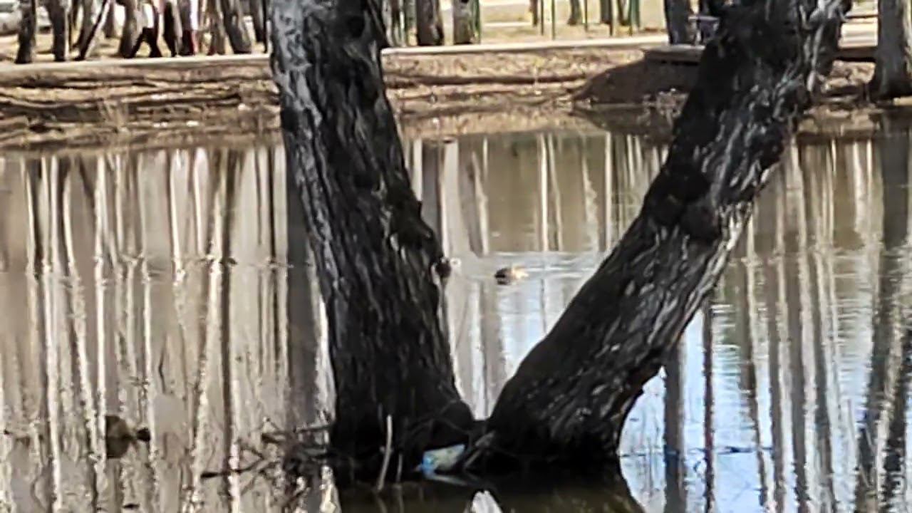 Уточки в нашей луже