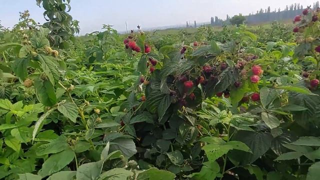 Малина Таганка - супер урожайная трудяга