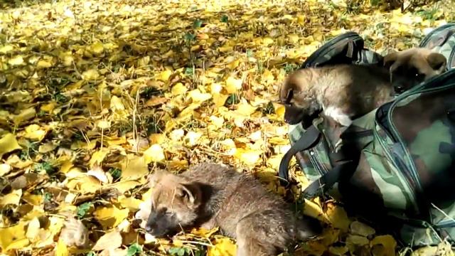 ЩЕНКИ АМЕРИКАНСКАЯ АКИТА, СВОБОДНЫ смотреть онлайн