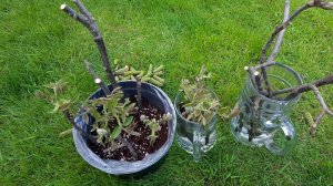 Грецкий орех. Черенкование.