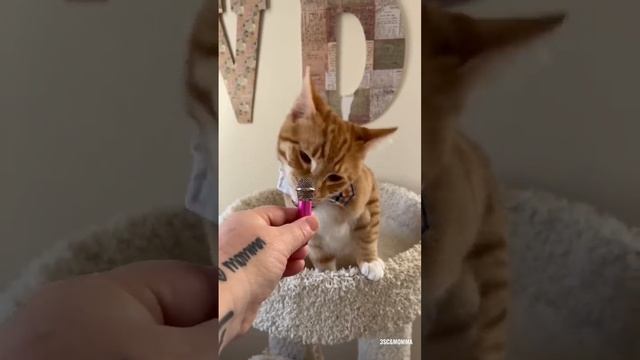 Kitty Soap Opera: Chapter 81... The Sass Mouth, Alcoholic, Catnip Dealer, and Pentecostal Kitties. смотреть онлайн