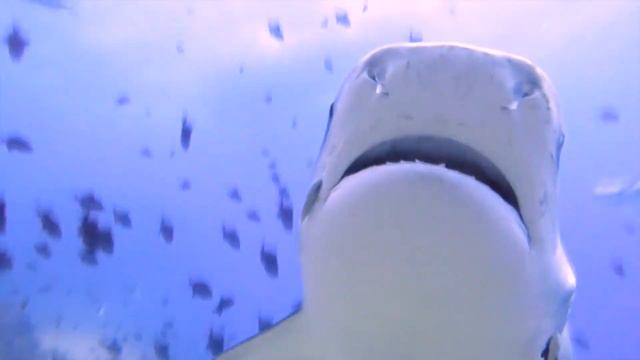 Tiger Shark Facts: a Trash Bin with Fins 🗑️🦈 | Animal Fact Files смотреть онлайн