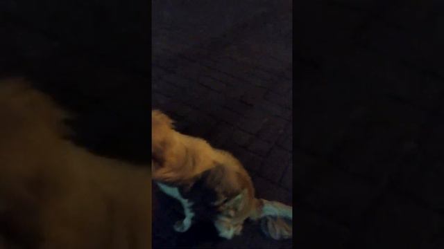 Влог: нашли милую собачку в дворе. Что с ней будет? смотреть онлайн