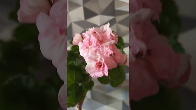 герань " Принцесса Грейс" смотреть онлайн